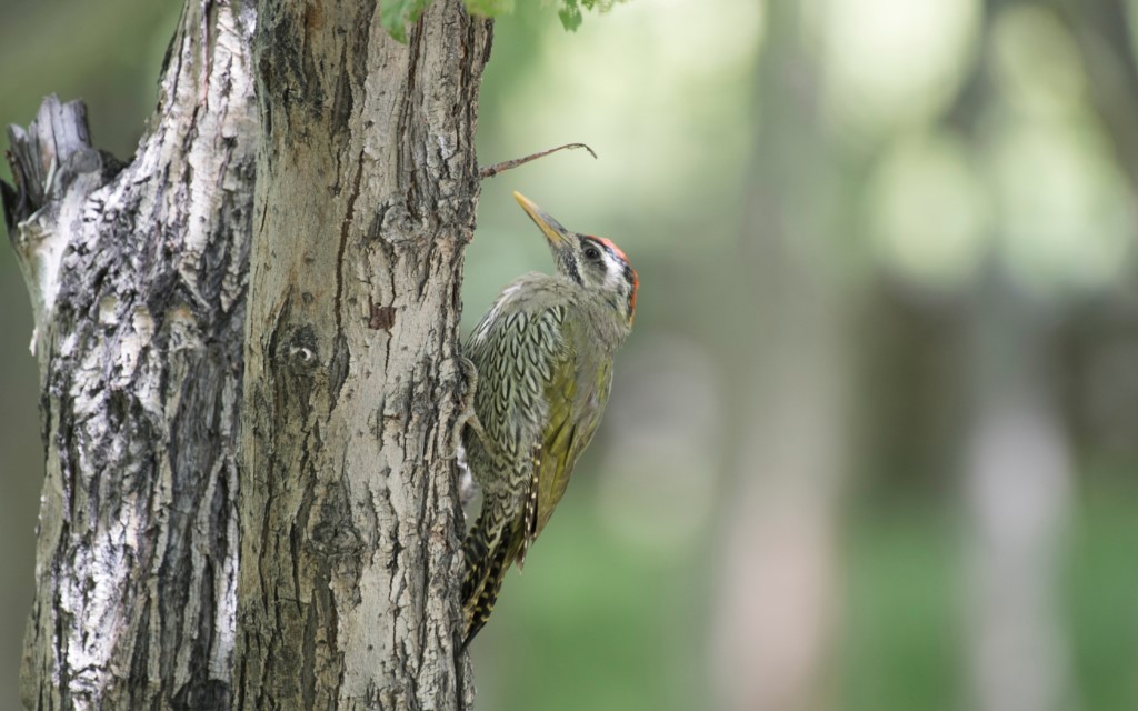 Tree-clinging Birds